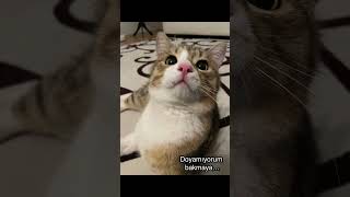 Doyamıyorum Bakmaya