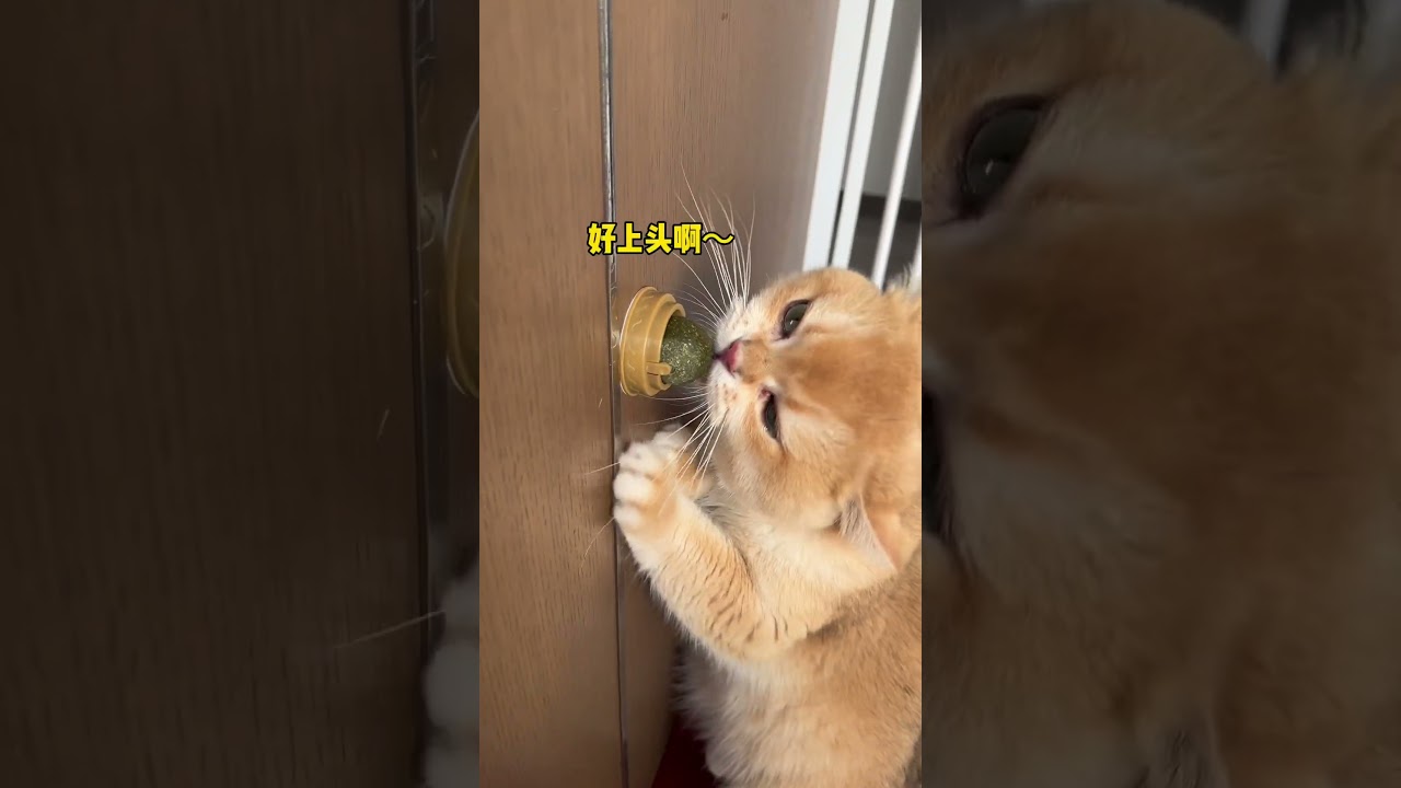 Bộ đồ chơi siêu 'hút mèo' giúp mèo nhà bạn vui chơi suốt ngày! 🐾 