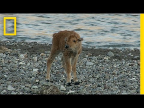Baby Bison Takes on Wolf and Wins | America's National Parks