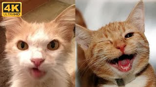 Cute and funny cats compilation  Funny pets life cute videos