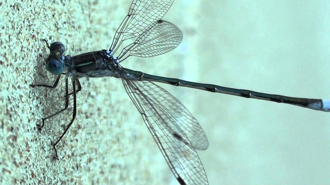 Lyre-tipped Spreadwing Damselfly (Lestidae: Lestes unguiculatus) on Wall
