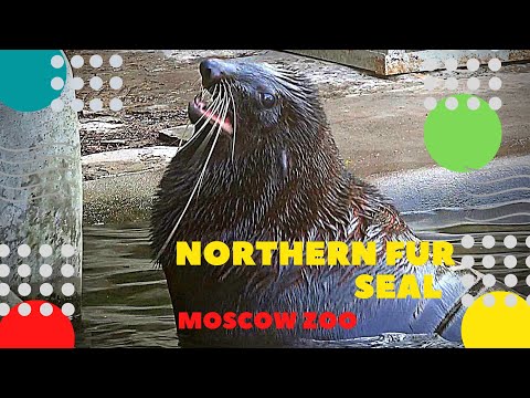 Video: Hur Man Kommer Till Moskva Zoo