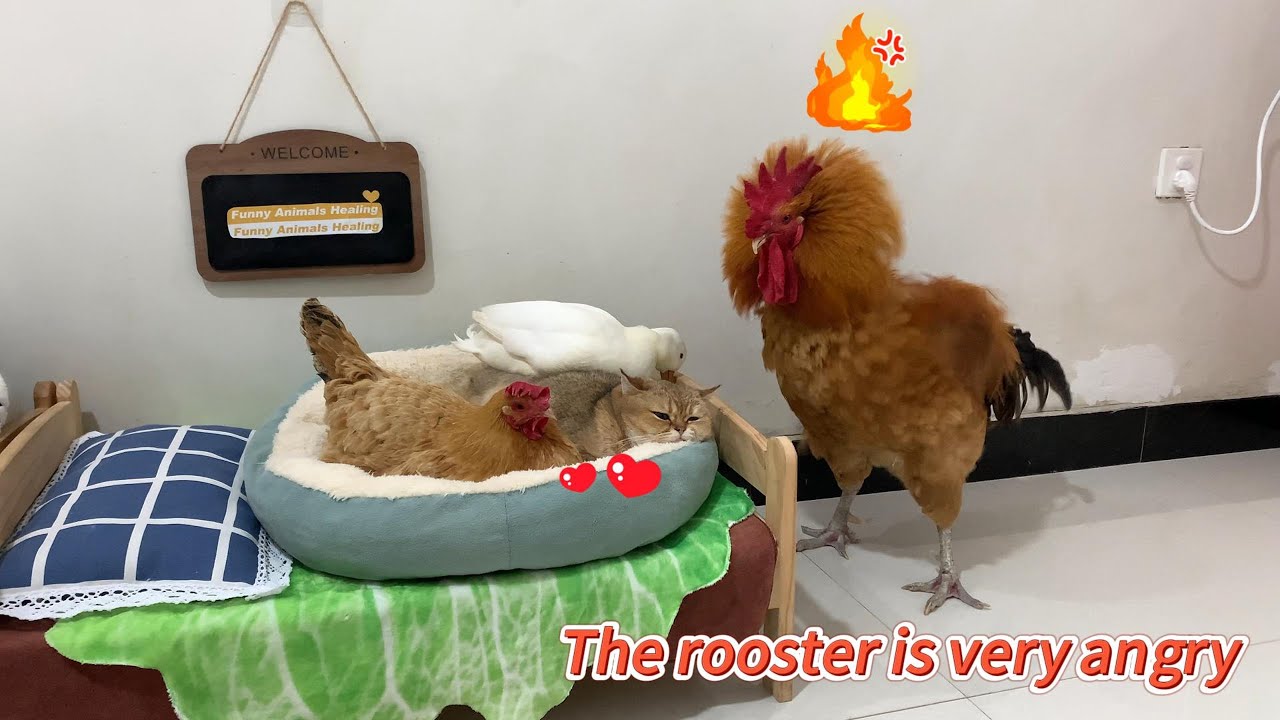 The hen fell in love with the cat! The rooster was furious! The duck's behavior was hilarious.