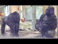 弟と遊ぶたびに怒られ、不満そうな顔で父を睨むゲンタロウ⭐️ゴリラ【京都市動物園】Gentaro glared at his father with a displeased face.