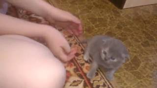 Ксюша с котятами следит за котятами кошка и котята Ксюша с котятами следит за котятами кошка и котята