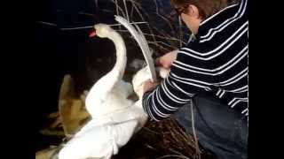 Short Version Watch People Rescue Entangled Swans Спасение Лебедей. Gulbju izglābšana.