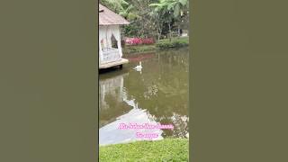 That's not a fish🙄#trendingshorts#viral#comedy#viral #fishing #fishingmania #river #fish#funny#fypp