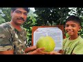 Worlds biggest lemon variety  anandmala nisargshala