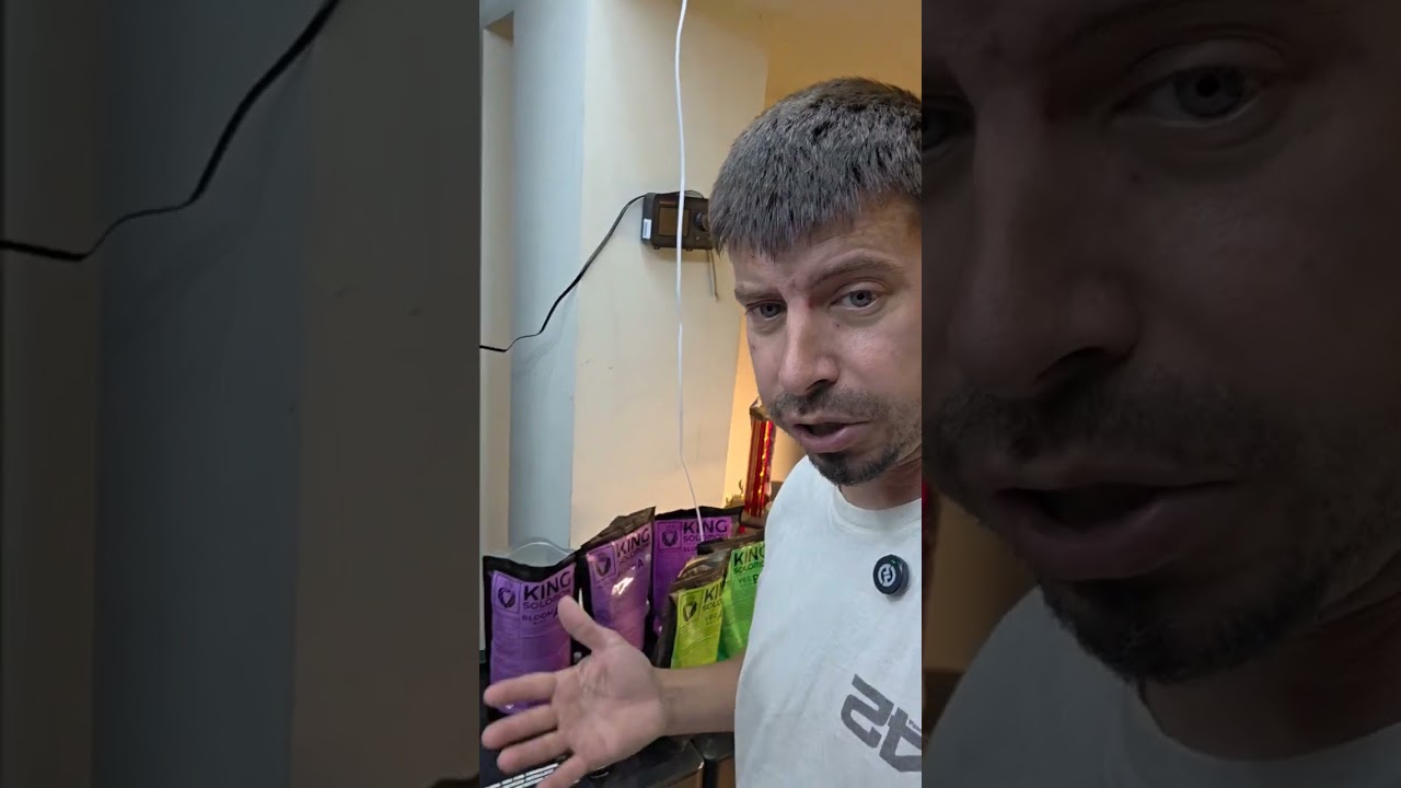 where to buy King Solomon? (Rooted Intellect)