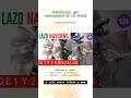 🎄Lazos o moños navideños para tus decoraciones. Christmas bows.