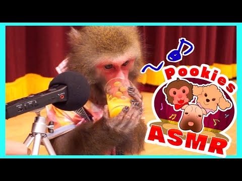 【ASMR】お猿さんがジュースを飲む音を聞いたことがありますか？人間とは全然違います。