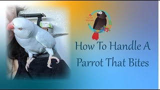 How To Handle A Parrot That Bites Hands