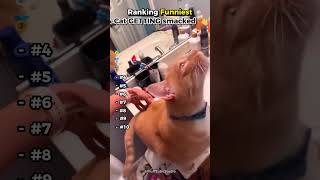 Ranking The Funniest Cat Spanking Reactions