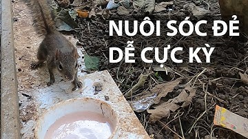 Nuôi sóc sinh sản đẻ quanh năm, tặng bớt sóc con vì quá nhiều