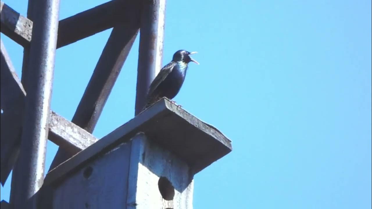 красивая птица в полёте. дрозд рябинник в полёте. скворец в скворечнике. скворец в полете. штульманов острохвостый скворец.