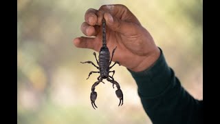 Scorpions in Belize: Unveiling Mysteries - Hopkins Belize Travel