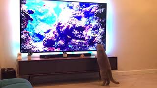 Sochi The Cat: Fake aquarium but real feelings / s05.e04 HD