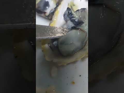 freshly open oyster