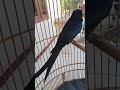 Unik burung srigunting hitam si ekor cagaksrigunting