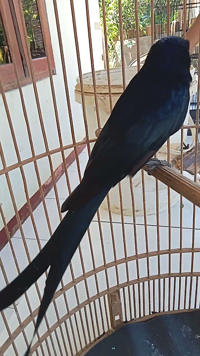 UNIK BURUNG SRIGUNTING HITAM SI EKOR CAGAK#srigunting