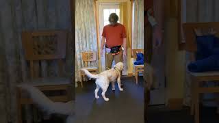 Engage/Disengage Training handler Focus to a Golden Retriever around a Friendly Stranger