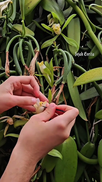 fanilli flower breeding techniques #widereach#fanilliflowers#agribusiness