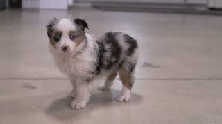 Mary Miller's Mini Aussie Puppies by Mt Hope Puppies 88 views 2 days ago 1 minute, 42 seconds