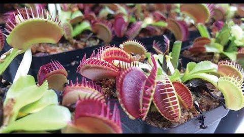 Hướng dẫn chi tiết cách trồng cây bẫy kẹp - bắt mồi từ A - Z