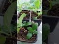 12 дней прошло и уже корешок у метельчатой гортензии на деревянном черенке.