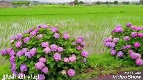 تلاوة خاشعة من سورة الحج للقارئ معاذ حمود علي حفظه الله ورعاه