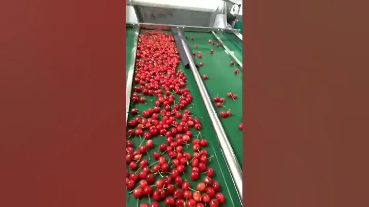 Sweet Cherry Grading/ Sorting  Line Machine