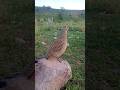 Gray Partridge Ki Natural Awaaz | Teetar Calling#partridge #teetar #birdsounds #naturevoice #wild