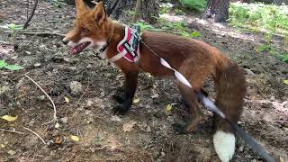 :  - .   ,     # # # # # #animals
