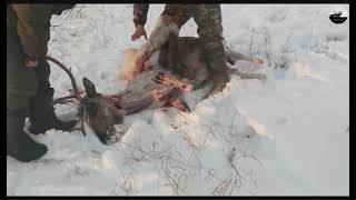 Разделка домашнего оленя  Butchering a domestic deer  Подпишитесь на канал Subscribe to the channel