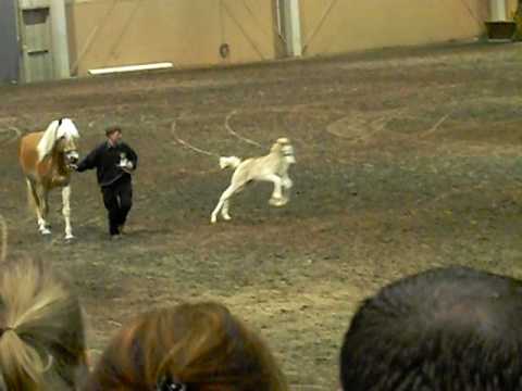 Haflinger Foal goes Nuts!!