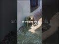 🙀🙀 My dog sleep 🐕🐶🐕 #shortvideo #feedshorts #love