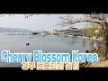 [Walking]Cherry Blossom Gyeong-ju Korea 경주 보문단지 벚꽃 flor de cerezo corea