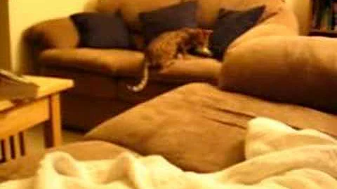 Watch the video about Cat playing fetch