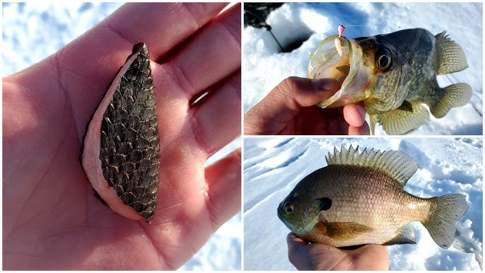 Catching SLAB Bluegills on a BEAVER TAIL???? (Catch:Clean:Cook