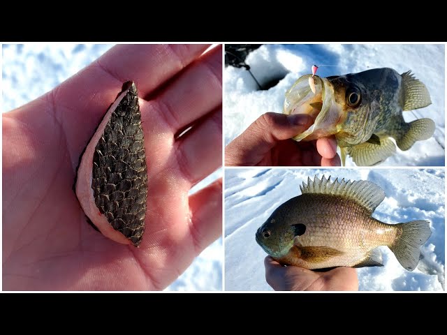 Spikes Vs Waxies - Which Are Better For Ice Fishing? 