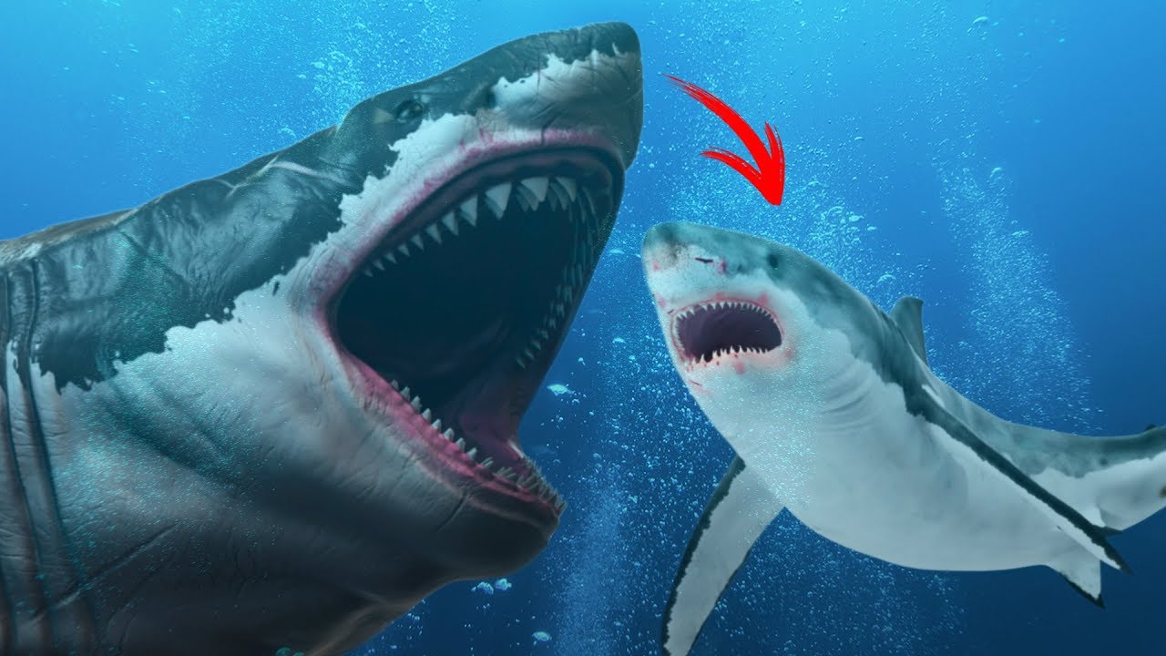Did The Megalodon Evolve Into The Great White Megalodon Great White Shark Big Great White Shark