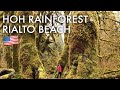 FAVORITES IN THE PACIFIC NORTHWEST | Rialto beach &amp; Hoh Rainforest
