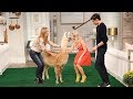 Llamas, piglets and mini-horses, oh my! - Pickler & Ben