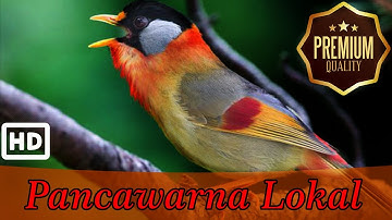 Masteran Pancawarna / Robin Lokal Indonesia ~ Kasar (Suara Asli)