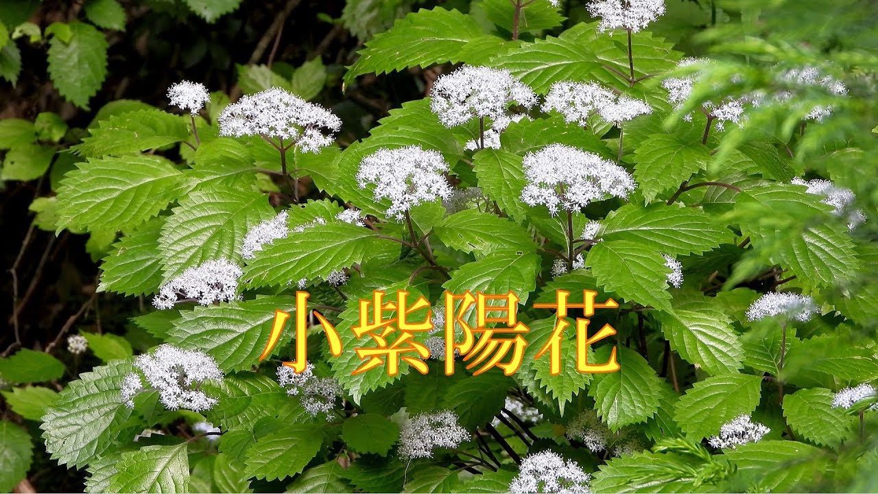 野山の歳時記 コアジサイ 小紫陽花 19年6月日 Youtube