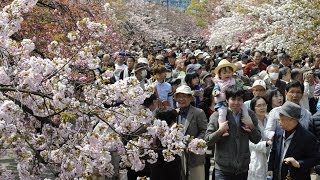 大阪の春の風物詩　桜の通り抜け始まる