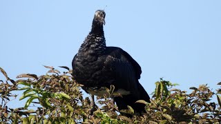 ANHUMA Cantando - Horned Screamer - Brazilian Birds Singing