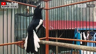 Download Lagu kacer isian cililin kacer gacor ngobra buka ekor tarung ngotot dongkrak emosi bongkar materi MP3 Download Lagu kacer isian cililin kacer gacor ngobra buka ekor tarung ngotot dongkrak emosi bongkar materi MP3
