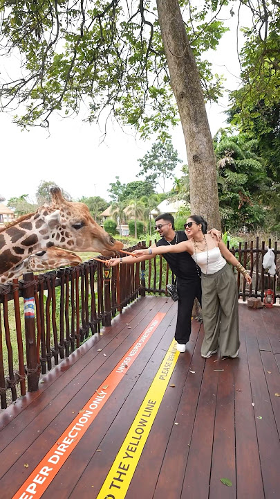 Jungle safari at bali ❤️ #youtubeshorts