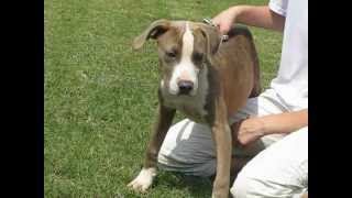 A-12 Terrier Pointer Mix 22724